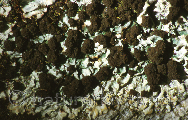 bb449 / Lobaria amplissima / Sølvnever