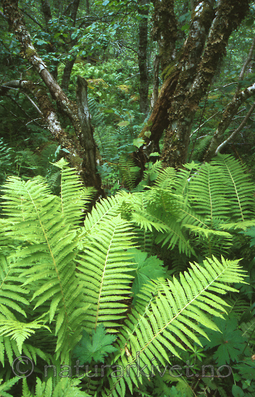 bb453 / Corylus avellana / Hassel <br /> Matteuccia struthiopteris / Strutseving