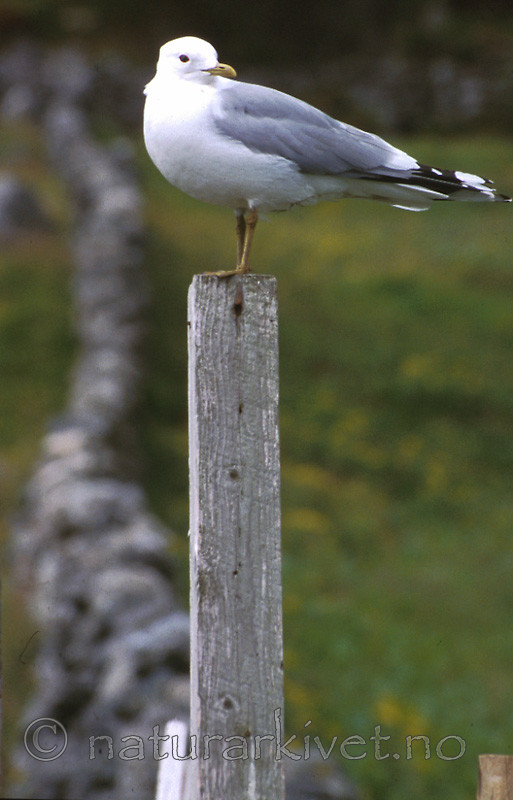 bb461 / Larus canus / Fiskemåke