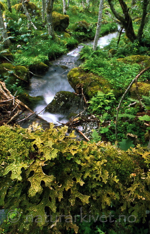 bb469 / Lobaria pulmonaria / Lungenever