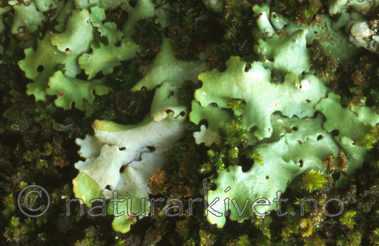 bb473 / Lobaria amplissima / Sølvnever