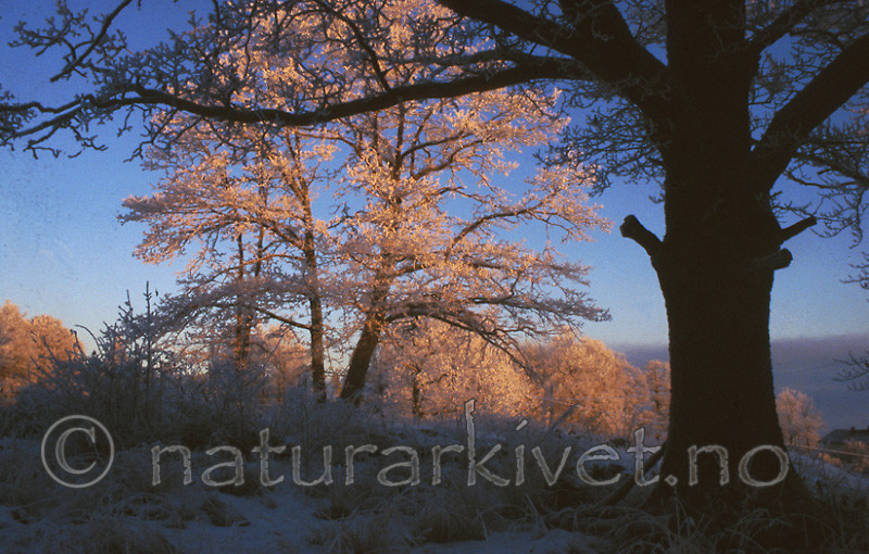 bb497 / Quercus robur / Sommereik