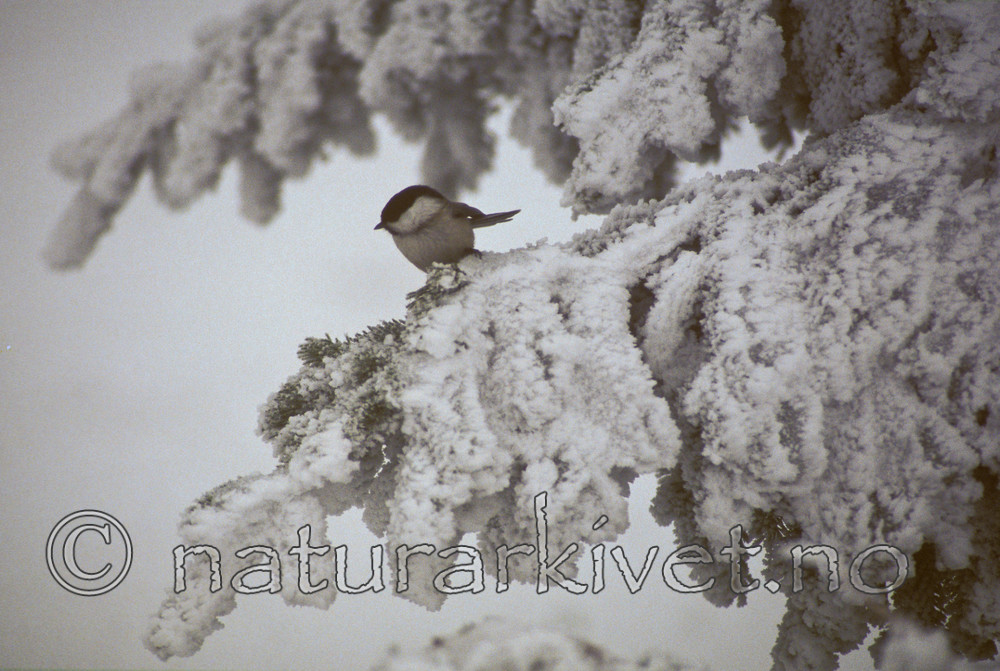 bb500 / Picea abies / Gran <br /> Poecile montanus / Granmeis