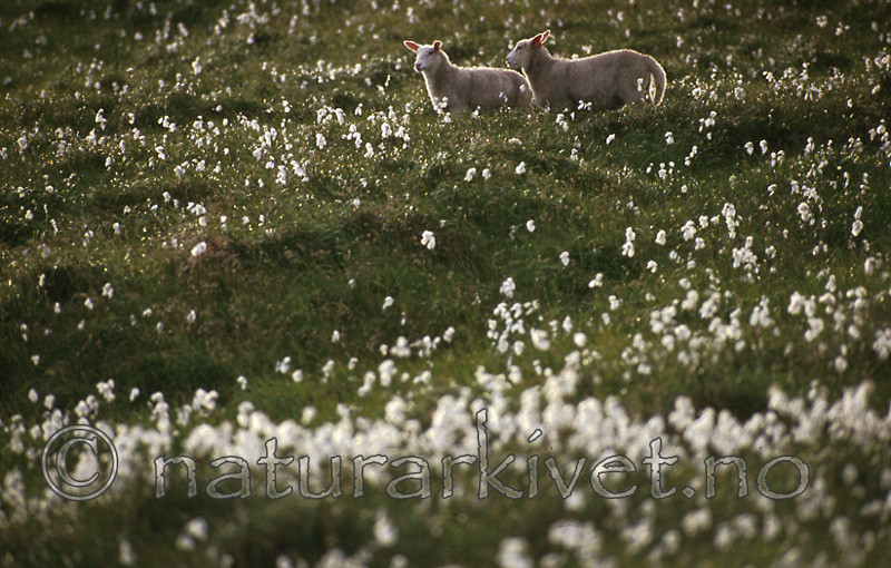 bb511 / Ovis aries / Sau