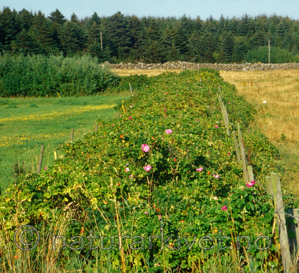 bb528 / Rosa rugosa / Rynkerose