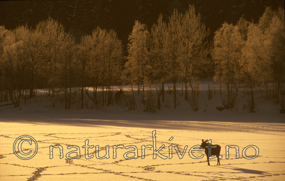 bb531 / Alces alces / Elg