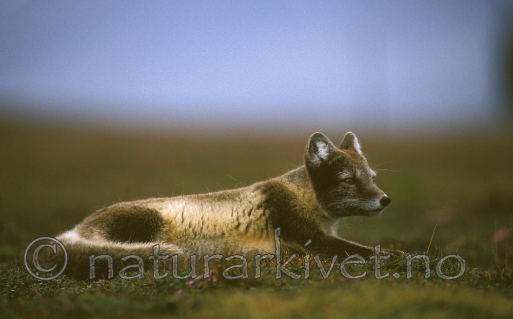 bb538 / Vulpes lagopus / Fjellrev