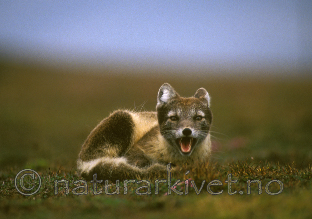 bb539 / Vulpes lagopus / Fjellrev