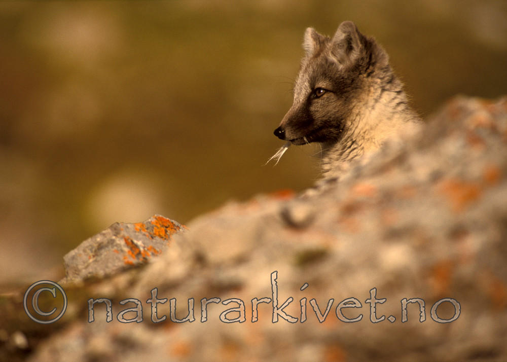 bb540 / Vulpes lagopus / Fjellrev