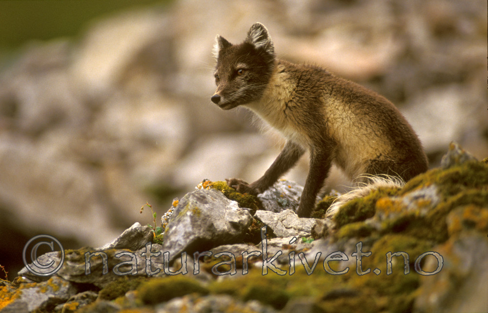 bb543 / Vulpes lagopus / Fjellrev