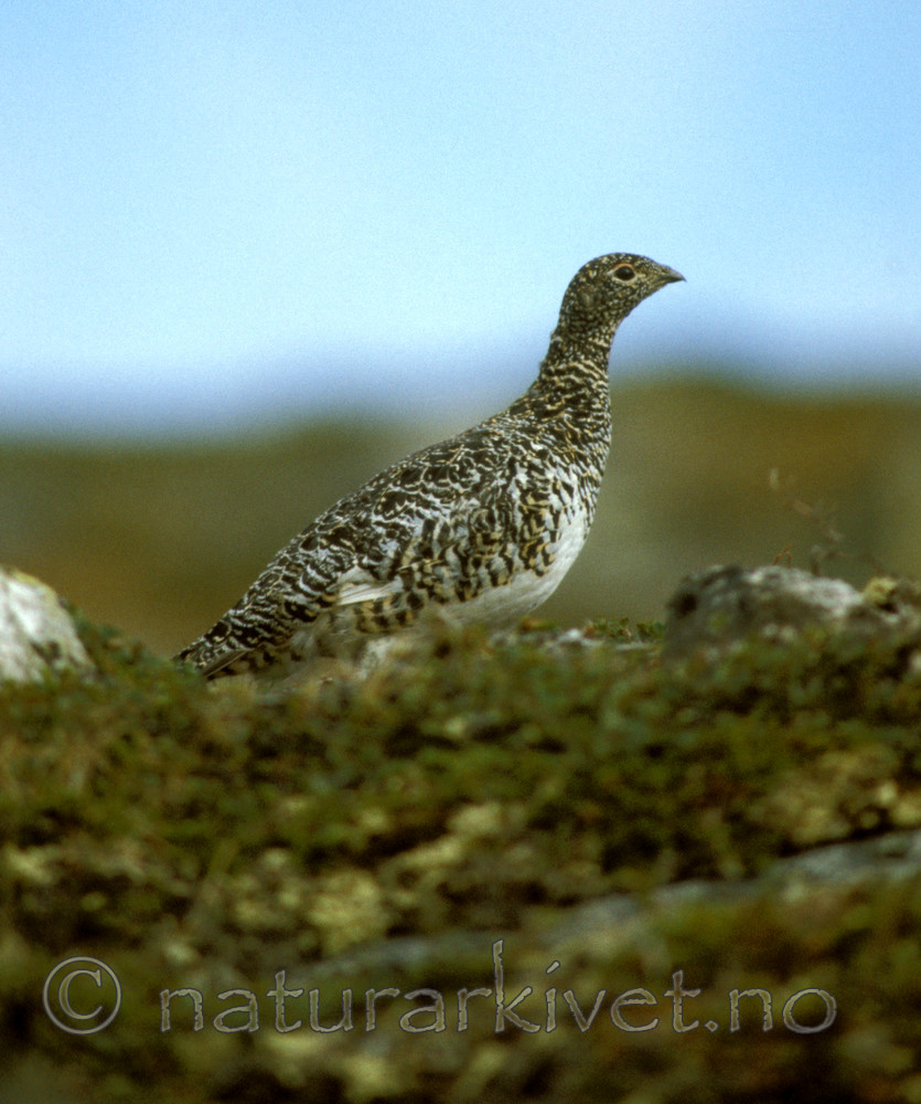 bb549 / Lagopus muta / Fjellrype