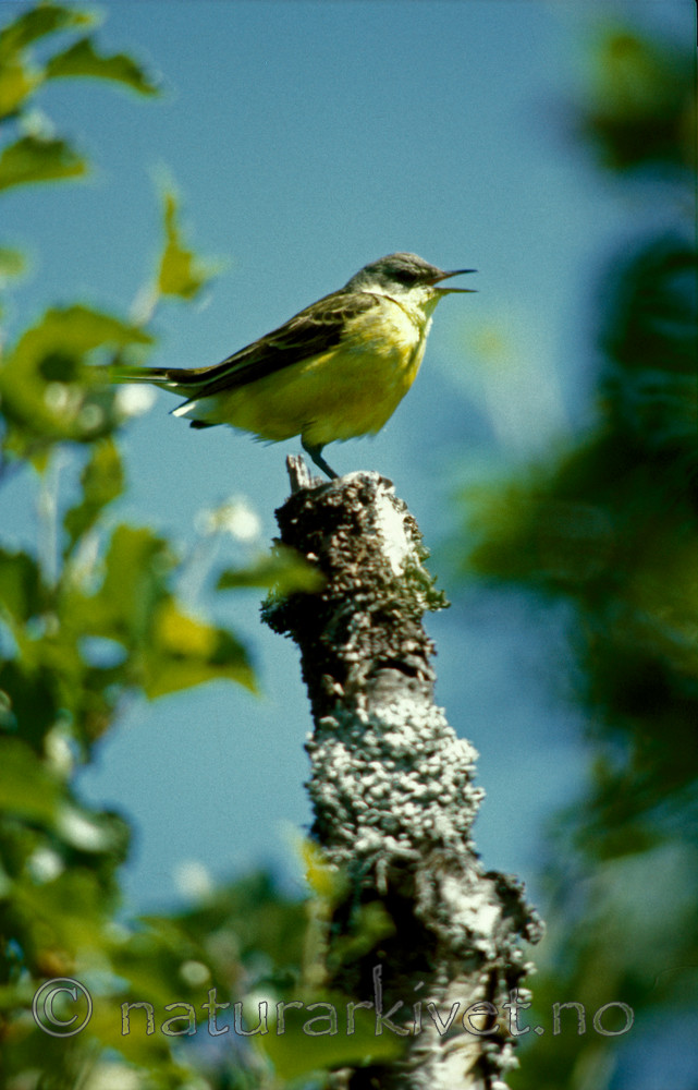 bb551 / Motacilla flava / Gulerle