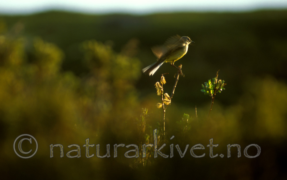 bb552 / Motacilla flava / Gulerle