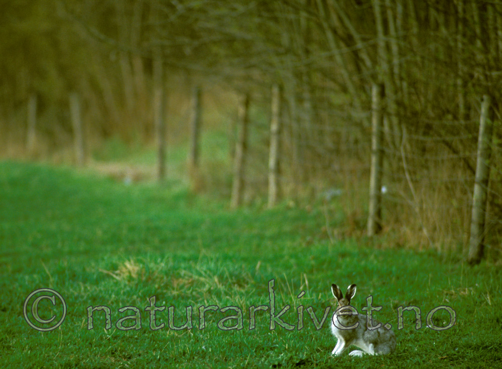 bb555 / Lepus timidus / Hare