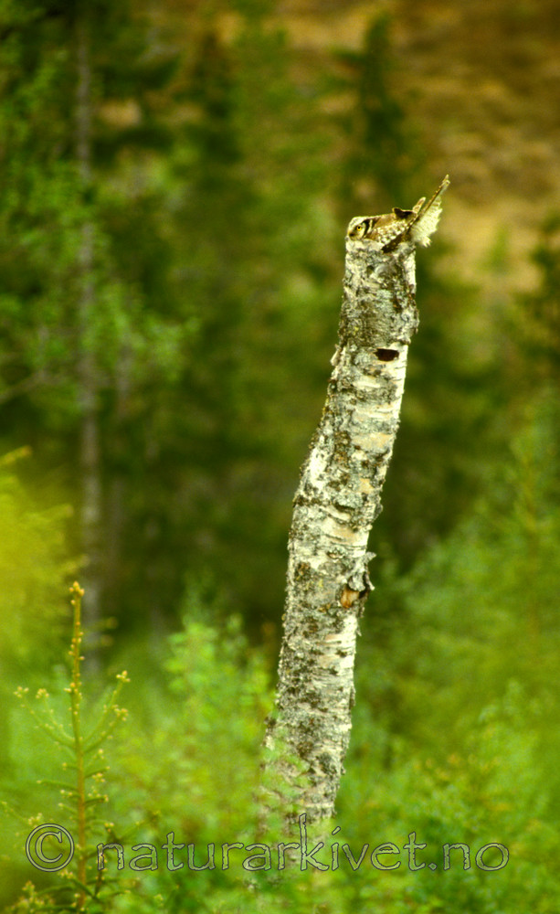 bb556 / Surnia ulula / Haukugle