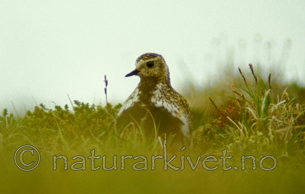 bb559 / Pluvialis apricaria / Heilo