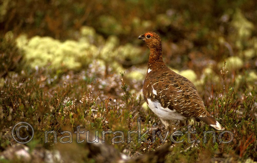 bb566 / Calluna vulgaris / Røsslyng <br /> Lagopus lagopus / Lirype