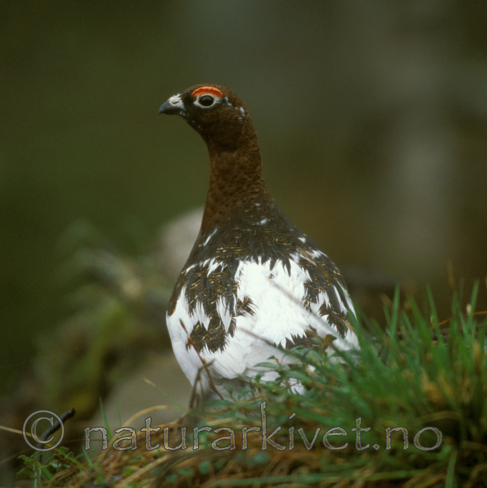 bb567 / Lagopus lagopus / Lirype