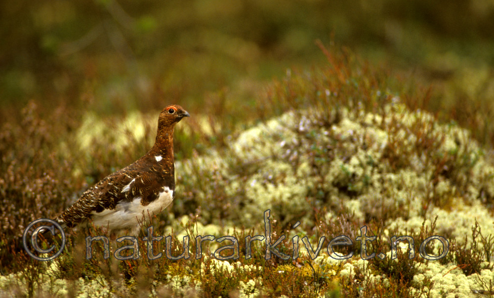 bb568 / Calluna vulgaris / Røsslyng <br /> Lagopus lagopus / Lirype
