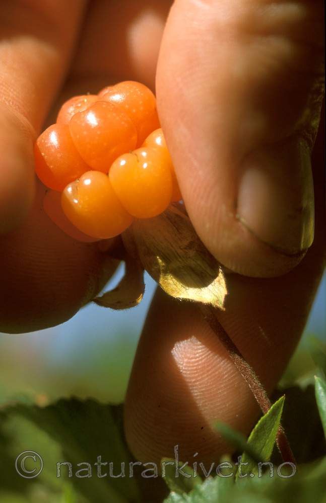 bb569 / Rubus chamaemorus / Molte