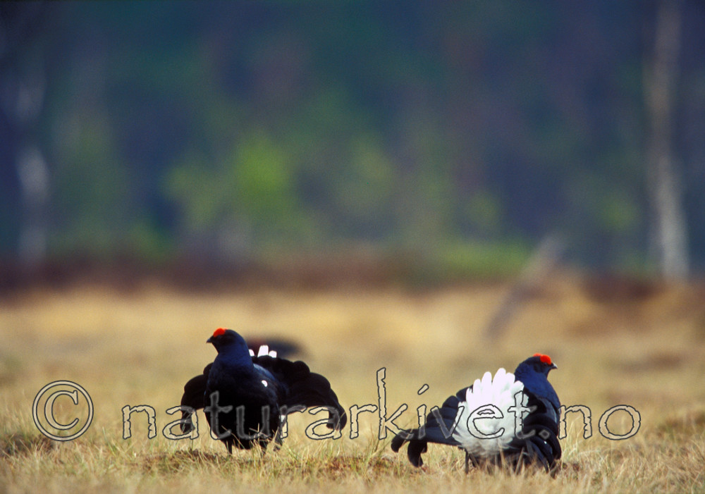 bb577 / Tetrao tetrix / Orrfugl