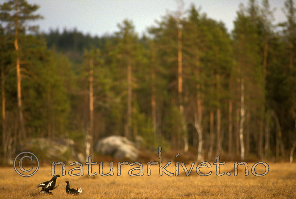 bb578 / Tetrao tetrix / Orrfugl