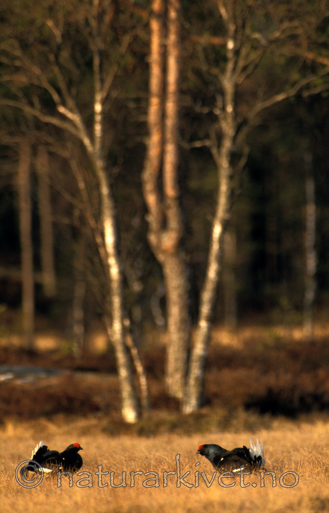 bb579 / Tetrao tetrix / Orrfugl