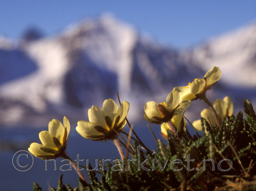bb580 / Dryas octopetala / Reinrose