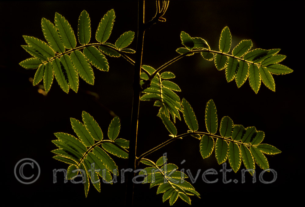 bb585 / Sorbus aucuparia / Rogn