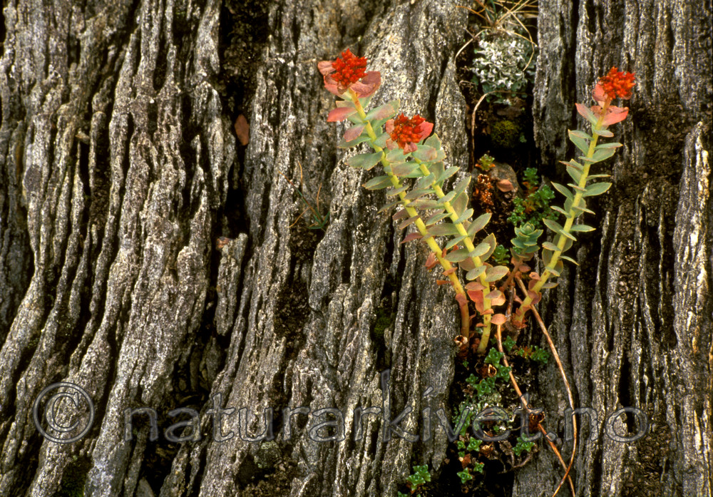 bb588 / Rhodiola rosea / Rosenrot
