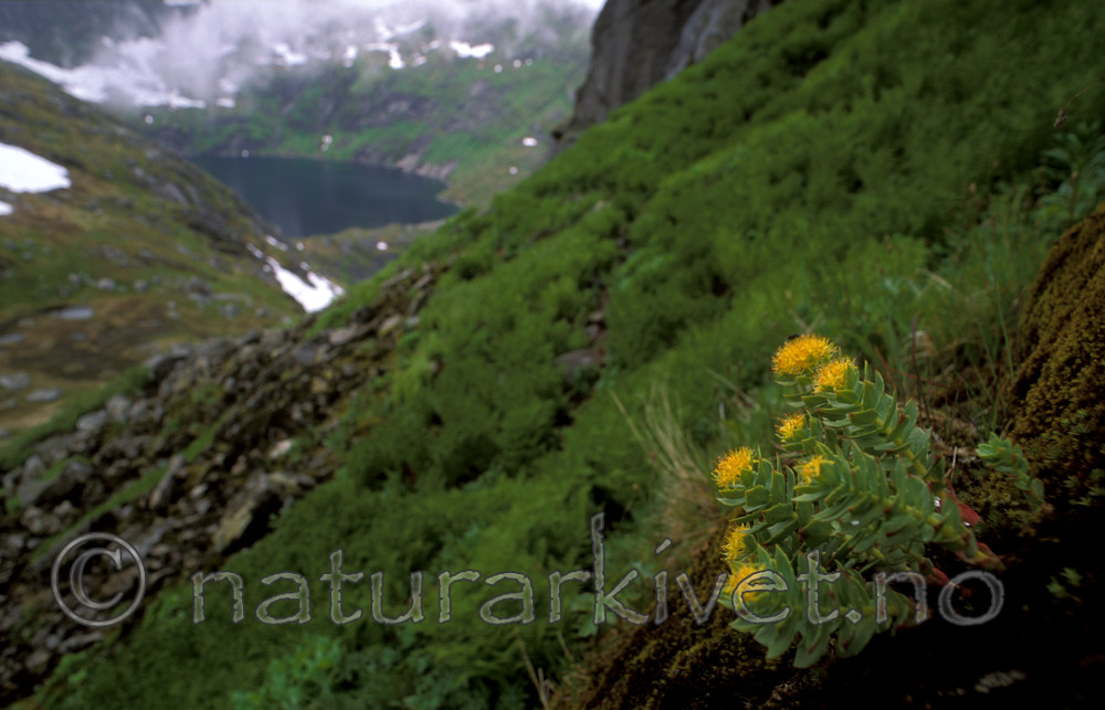 bb589 / Rhodiola rosea / Rosenrot