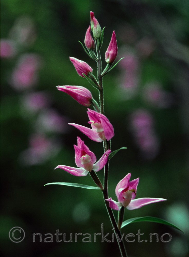 bb592 / Cephalanthera rubra / Rød skogfrue
