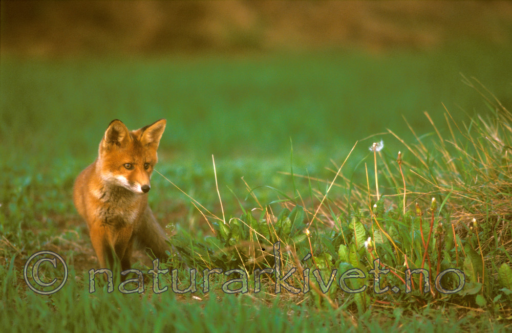bb593 / Vulpes vulpes / Rødrev