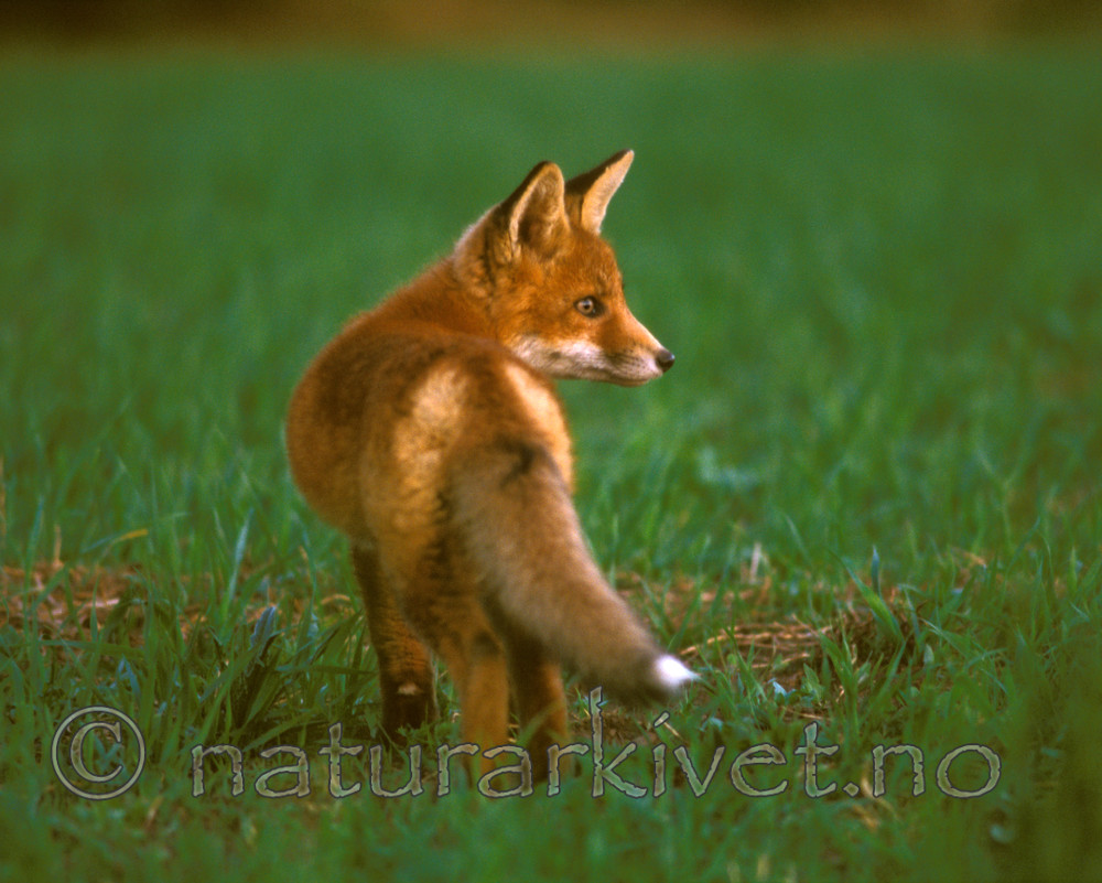 bb594 / Vulpes vulpes / Rødrev