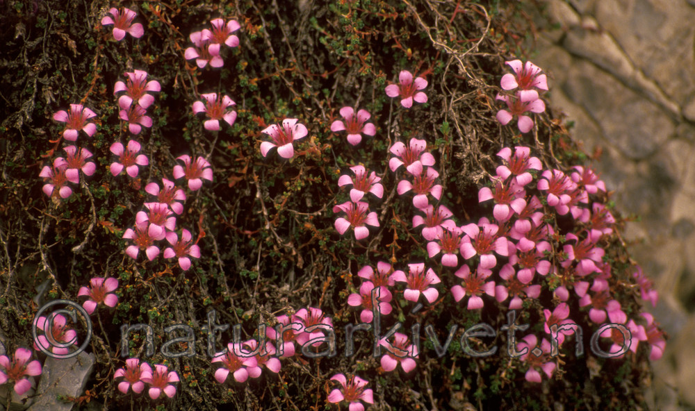 bb597 / Saxifraga oppositifolia / Rødsildre