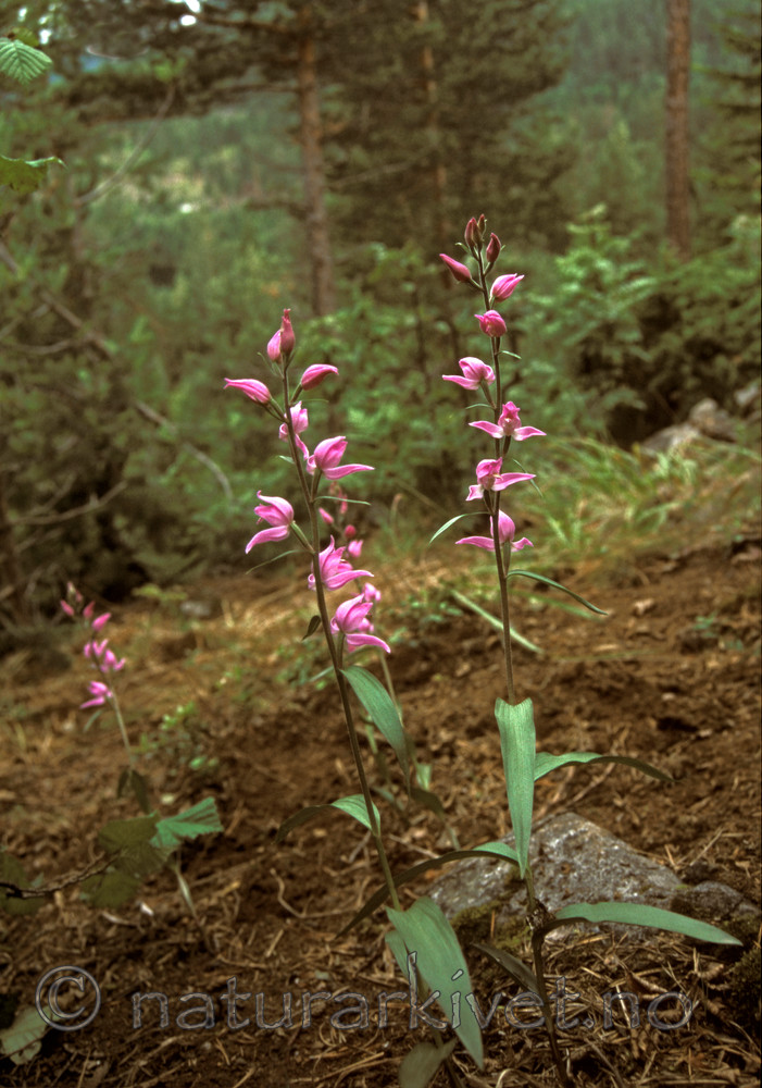 bb598 / Cephalanthera rubra / Rød skogfrue