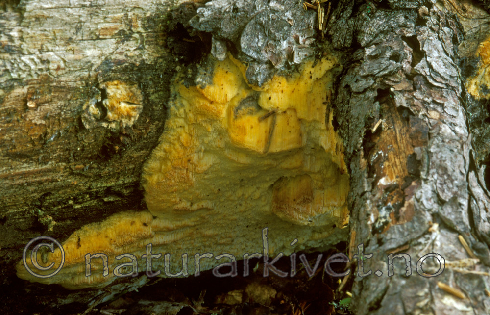 bb600 / Skeletocutis odora / Sibirkjuke