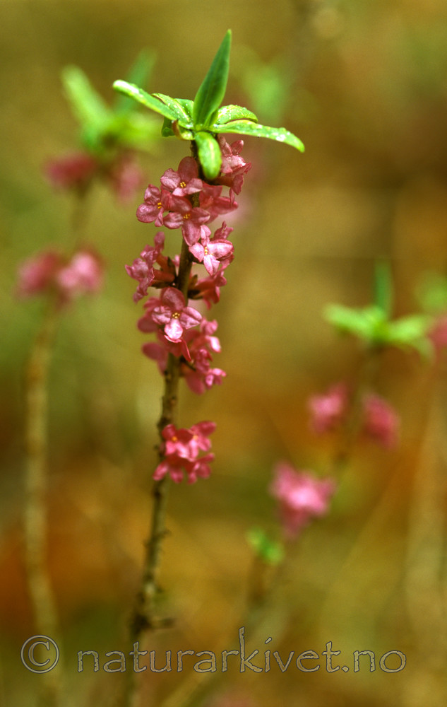 bb605 / Daphne mezereum / Tysbast
