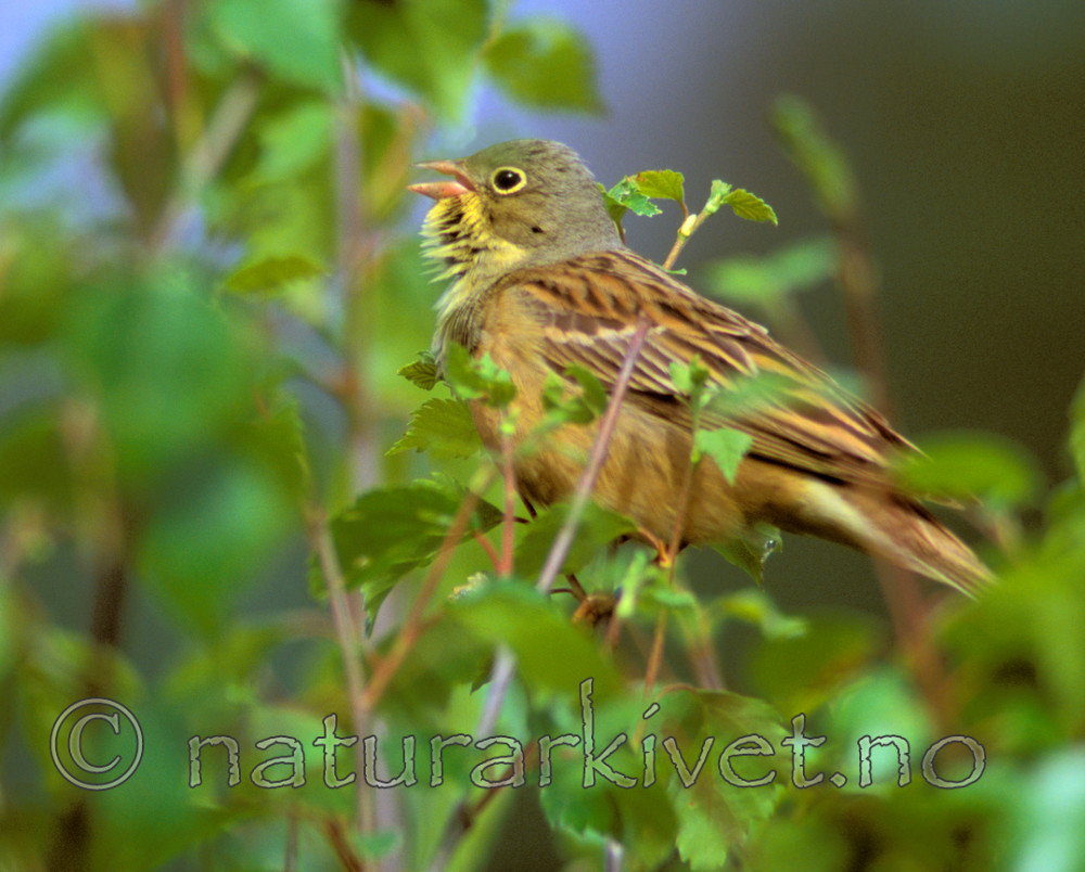 bb610 / Emberiza hortulana / Hortulan
