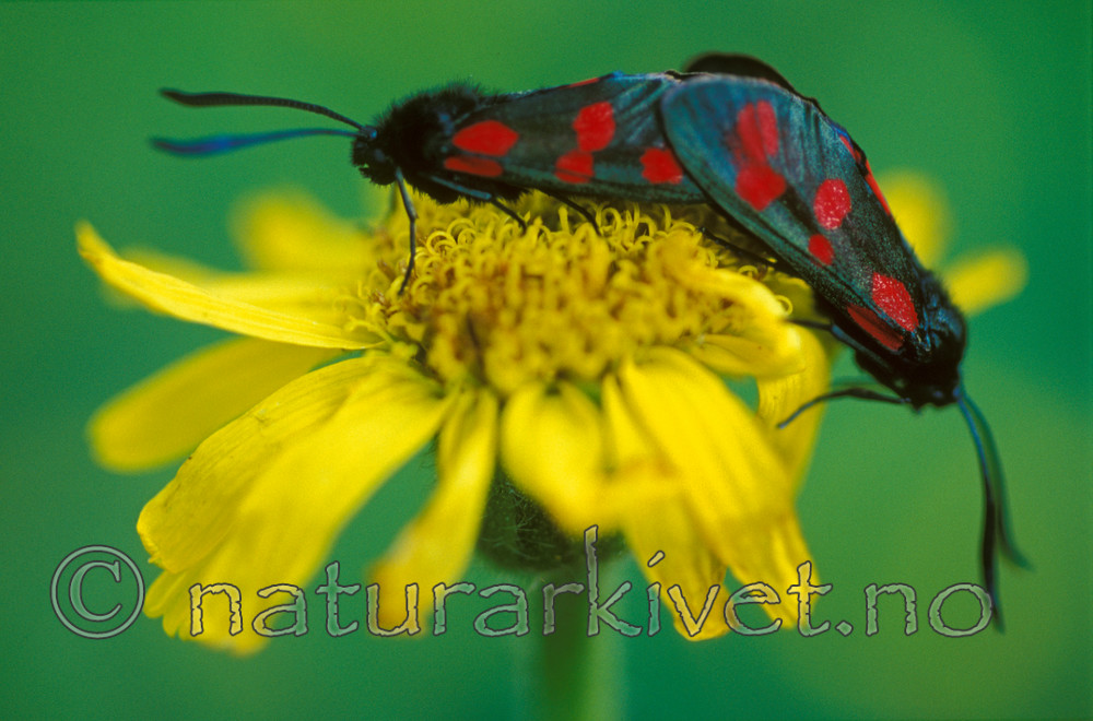bb611 / Arnica montana / Solblom <br /> Zygaena filipendulae / Seksflekket bloddråpesvermer