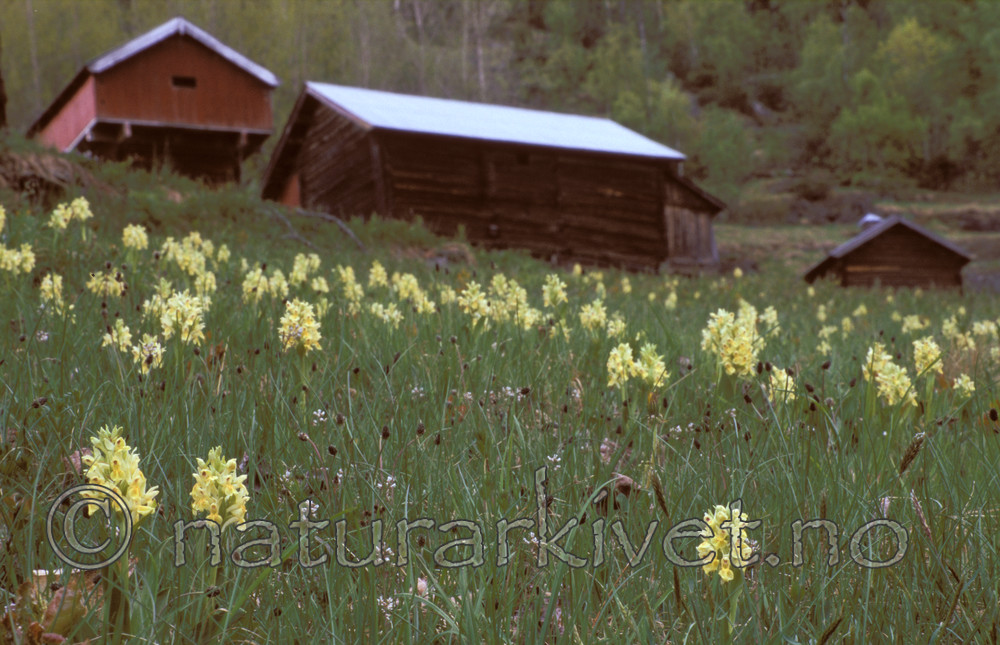 bb612 / Dactylorhiza sambucina / Søstermarihand <br /> Plantago lanceolata / Smalkjempe