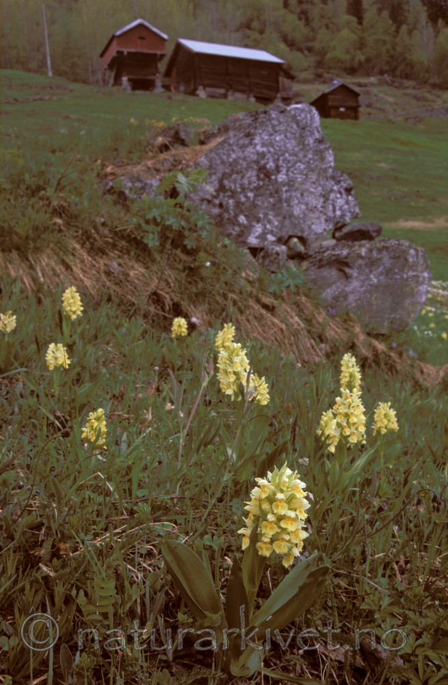 bb613 / Dactylorhiza sambucina / Søstermarihand