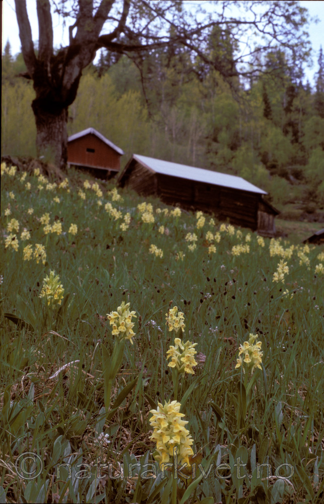 bb614 / Dactylorhiza sambucina / Søstermarihand <br /> Plantago lanceolata / Smalkjempe