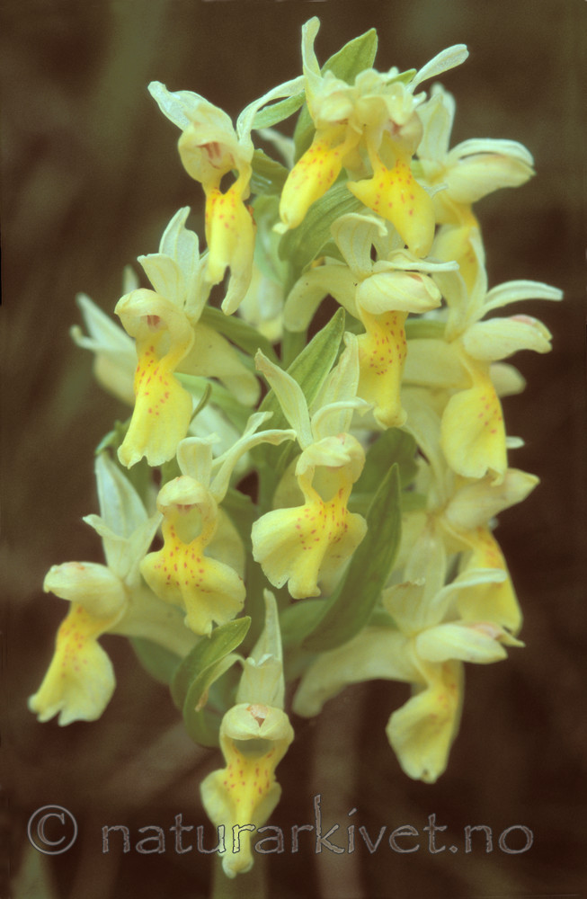 bb616 / Dactylorhiza sambucina / Søstermarihand