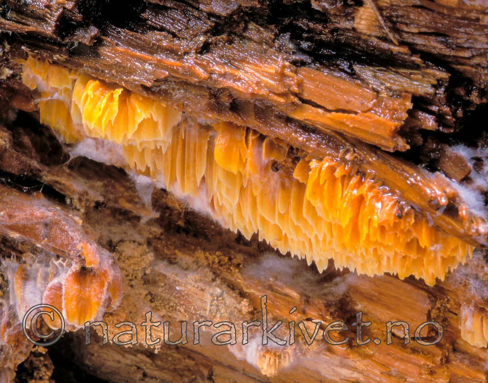 bb624 / Pycnoporellus alboluteus / Storporet flammekjuke