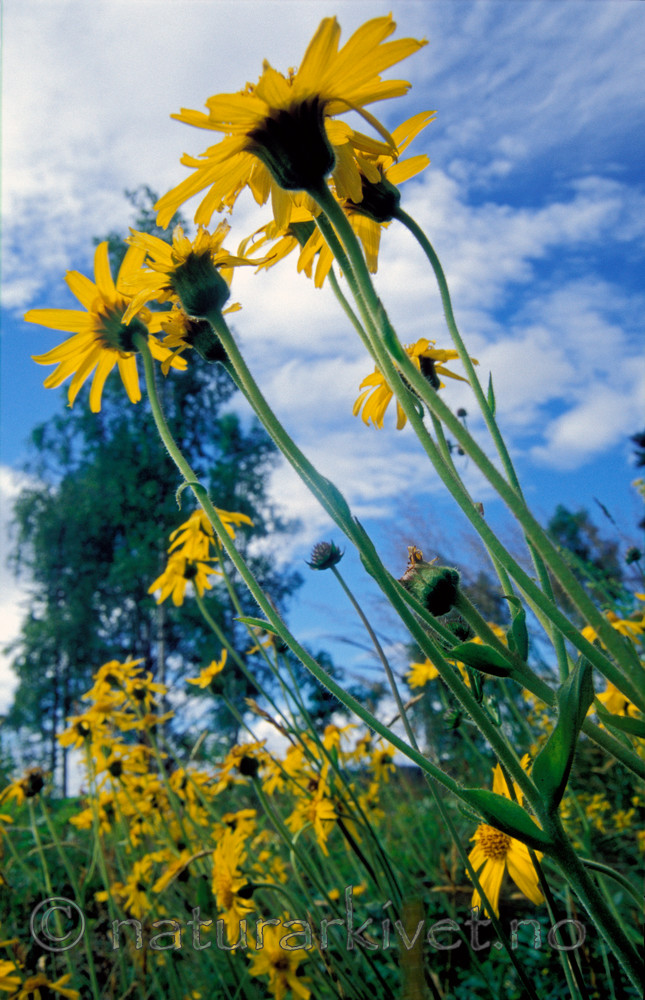 bb626 / Arnica montana / Solblom