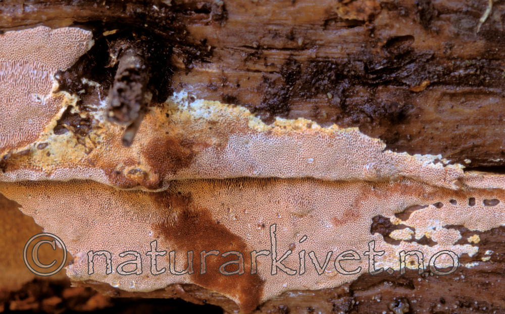 bb627 / Junghuhnia collabens / Sjokoladekjuke