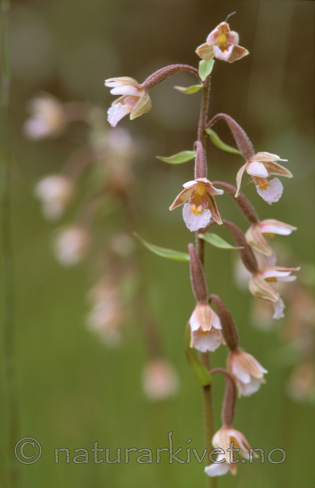 bb628 / Epipactis palustris / Myrflangre