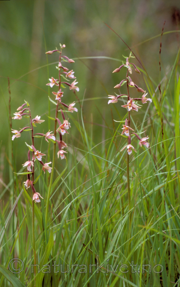 bb629 / Epipactis palustris / Myrflangre