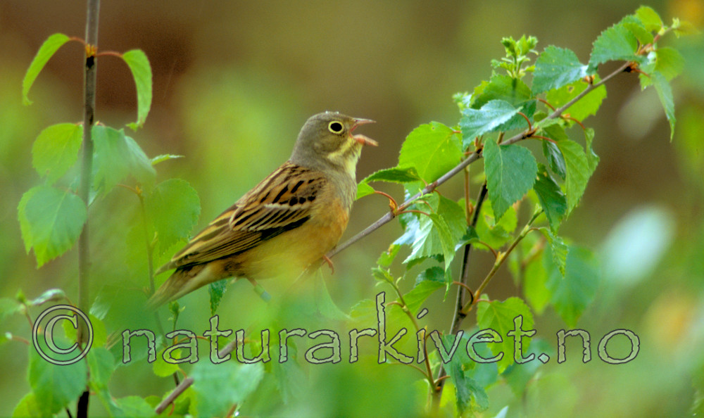 bb634 / Emberiza hortulana / Hortulan